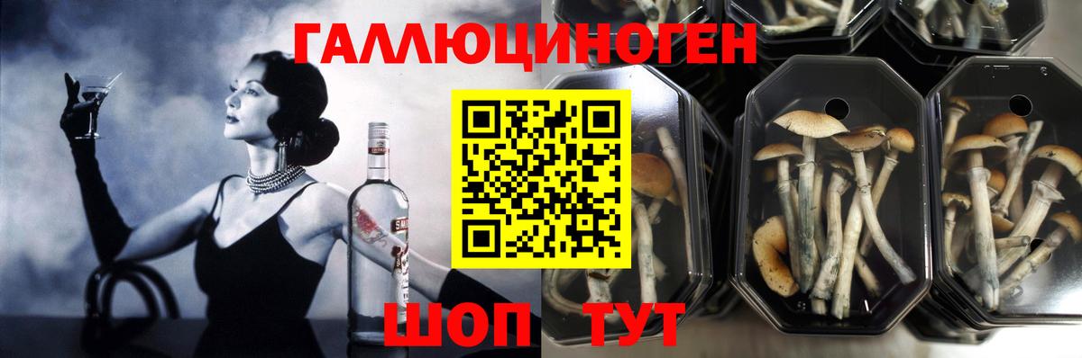 Галлюциногенные грибы Psilocybine cubensis  Вход с VPN  Красноперекопск 